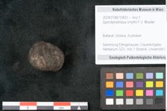 Foto (Objekt + Etikett) von Spondylostrobus smythii F.V. Mueller (NHMW-GEO-2024-0188-10403)